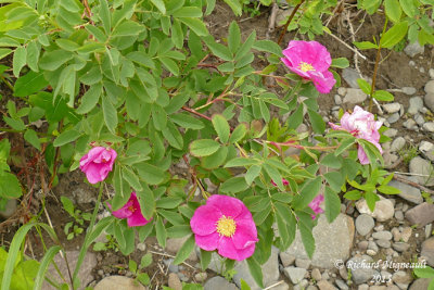 Rosier agrable - Meadow rose - Rosa blanda 1 m15