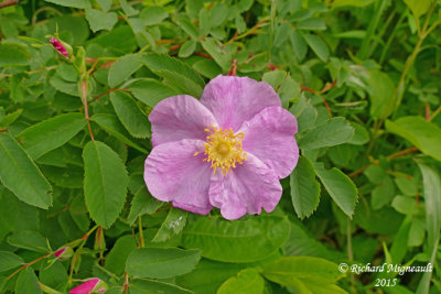 Rosier agrable - Meadow rose - Rosa blanda 2 m15