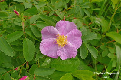Rosier agréable - Meadow rose - Rosa blanda 2 m15