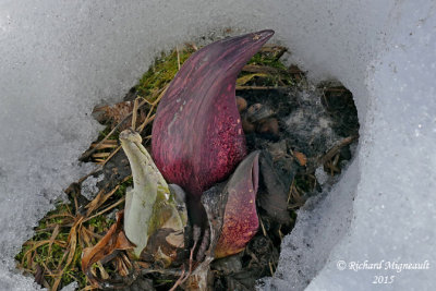 Chou puant - Skunk Cabbage - Symplocarpus foetidus 2 m15