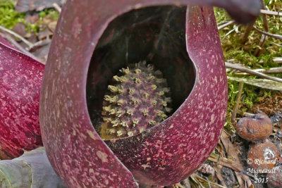 Chou puant - Skunk Cabbage - Symplocarpus foetidus 4 m15