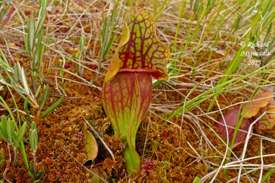 Sarracnie poupre - Northern Pitcher-plant - Sarracenia purpurea 4 m15