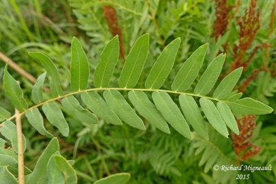 Osmonde royale - Royal fern - Osmunda regalis 4 m15