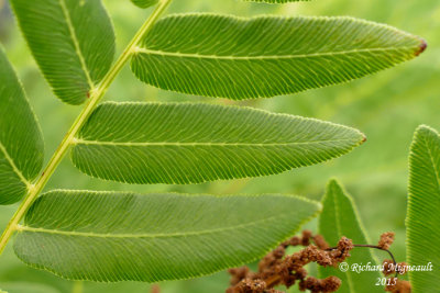 Osmonde royale - Royal fern - Osmunda regalis 5 m15