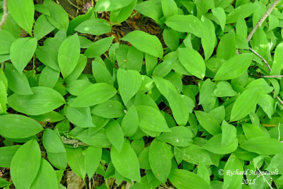 Muguet - Lily of the valley - Convallaria majalis 1 m15