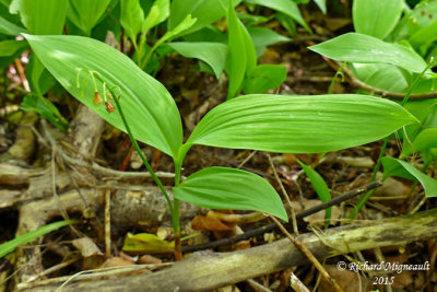 Muguet - Lily of the valley - Convallaria majalis 3 m15