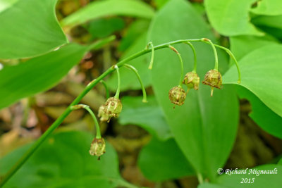 Muguet - Lily of the valley - Convallaria majalis 4 m15