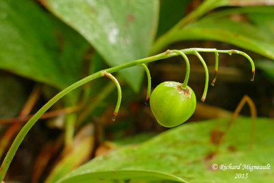 Muguet - Lily of the valley - Convallaria majalis 5 m15