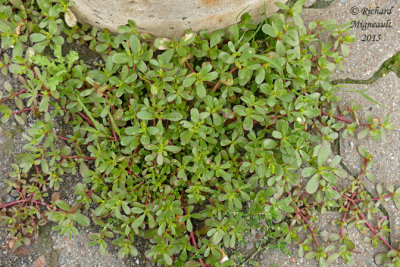 Pourpier gras - Purslane - Portulaca oleracea 1 m15