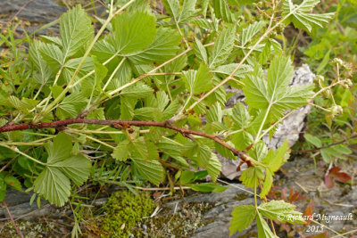 Ronce du Vermont - Vermont blackberry - Rubus vermontanus 2 m15