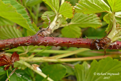 Ronce du Vermont - Vermont blackberry - Rubus vermontanus 3 m15