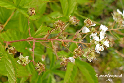 Ronce du Vermont - Vermont blackberry - Rubus vermontanus 4 m15
