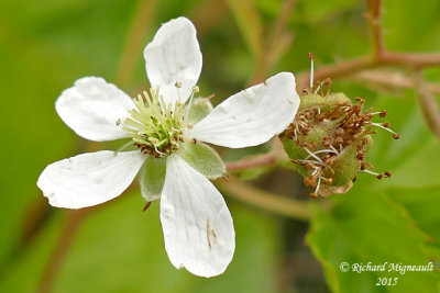 Ronce du Vermont - Vermont blackberry - Rubus vermontanus 5 m15