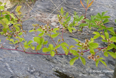 Rubus sp 1 1 m15
