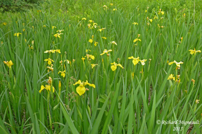 Iris jaune - Common yellow iris - Iris pseudacorus Gfls 1 m15
