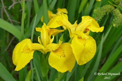 Iris jaune - Common yellow iris - Iris pseudacorus Gfls 2 m15