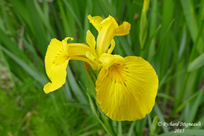 Iris jaune - Common yellow iris - Iris pseudacorus Gfls 3 m15