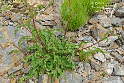 Picride fausse-pervire - Hawkweed oxtongue - Picris hieracioides 1 m15