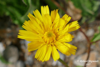 Picride fausse-pervire - Hawkweed oxtongue - Picris hieracioides 3 m15
