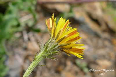 Picride fausse-pervire - Hawkweed oxtongue - Picris hieracioides 4 m15