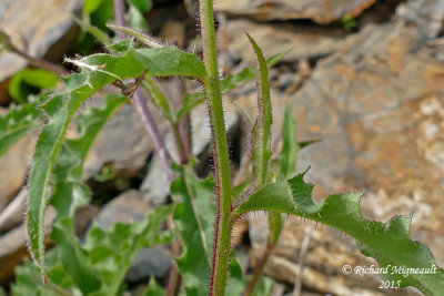 Picride fausse-pervire - Hawkweed oxtongue - Picris hieracioides 5 m15