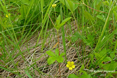 Potentille simple - Common Cinquefoil - Potentilla simplex 3 m15