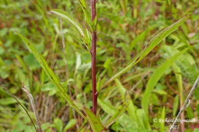 Centaure jace - Brown knapweed - Centaurea jacea 5 m15