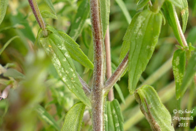 Odontite tardif - Red odontites - Odontites verna subsp. serotina 6 m15
