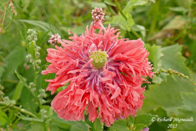 Pavot fleur de pivoine - Peony poppy - Papaver somniferum paeoniflorum 1 m15