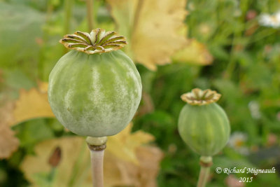 Pavot fleur de pivoine - Peony poppy - Papaver somniferum paeoniflorum 3 m15f