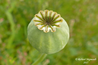 Pavot fleur de pivoine - Peony poppy - Papaver somniferum paeoniflorum 4 m15