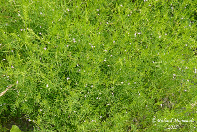 Vesce  quatre graine - Four-seeded vetch - Vicia tetrasperma 1 m15