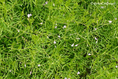 Vesce  quatre graine - Four-seeded vetch - Vicia tetrasperma 2 m15