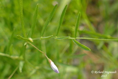 Vesce  quatre graine - Four-seeded vetch - Vicia tetrasperma 3 m15