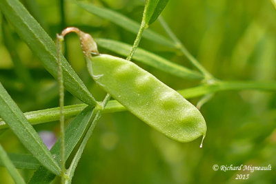 Vesce à quatre graine - Four-seeded vetch - Vicia tetrasperma 5 m15