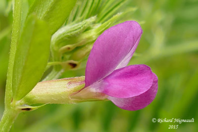 Vesce cultive - Common vetch - Vicia sativa 2 m15