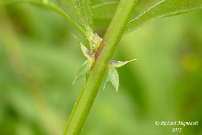 Vesce cultivée - Common vetch - Vicia sativa 5 m15