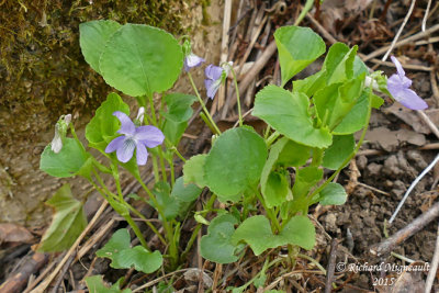 Violette du Labrador - Alpine violet - Viola labradorica 1 m15