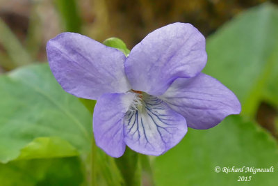 Violette du Labrador - Alpine violet - Viola labradorica 3 m15