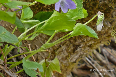 Violette du Labrador - Alpine violet - Viola labradorica 4 m15