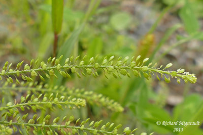 Lpidie densiflore - Peppergrass - Lepidium densiflorum 2 m15