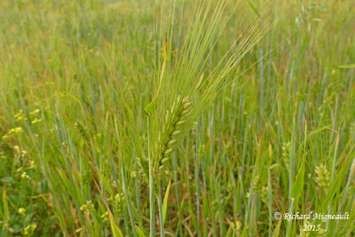 Bl cultiv - Wheat - Triticum aestivum 1 m15