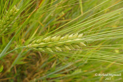 Bl cultiv - Wheat - Triticum aestivum 2 m15