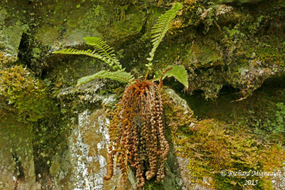 Dryoptre fragrante - Fragrant shield-fern - Dryopteris fragrans 1 m15