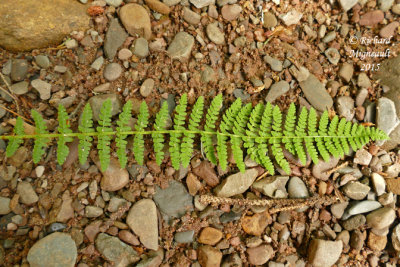 Dryoptre fragrante - Fragrant shield-fern - Dryopteris fragrans 2 m15