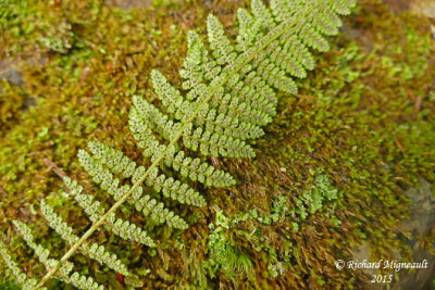 Dryoptre fragrante - Fragrant shield-fern - Dryopteris fragrans 4 m15