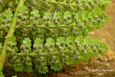 Dryoptre fragrante - Fragrant shield-fern - Dryopteris fragrans 6 m15