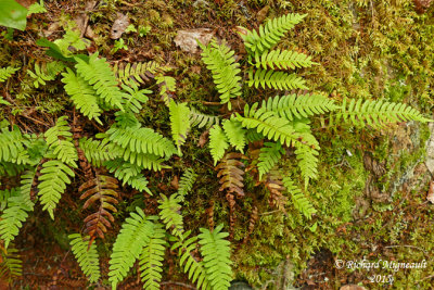 Polypode de virginie - Common or rock polypody - Polypodium virginianum 1 m15