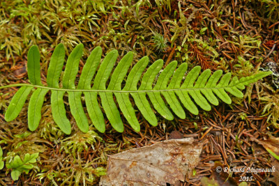 Polypode de virginie - Common or rock polypody - Polypodium virginianum 2 m15
