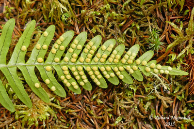 Polypode de virginie - Common or rock polypody - Polypodium virginianum 3 m15